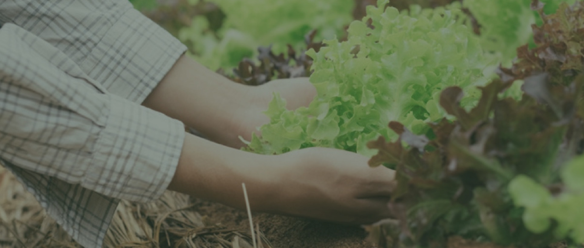 Φρέσκα λαχανικά & φρούτα