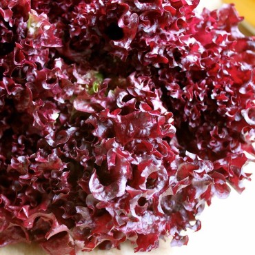 Σαλάτα lollo κόκκινη βιολογική