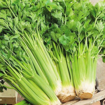 Σέλινο βιολογικό