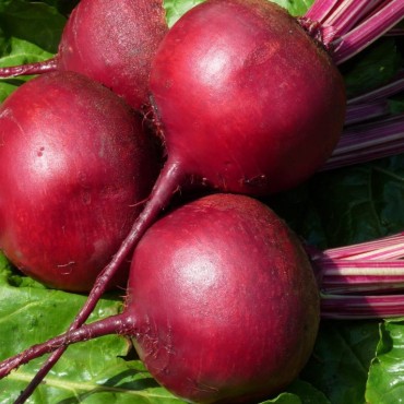 Παντζάρι βιολογικό