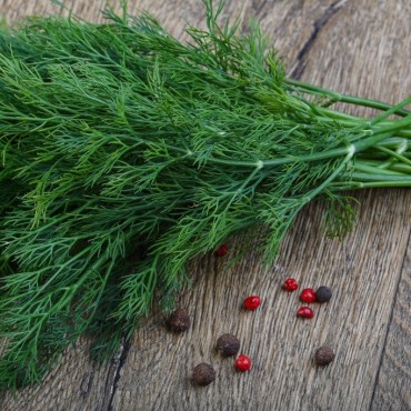 Άνηθος βιολογικός